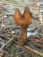 Image of Gyromitra infula (Schaeff.) Quél. 1886