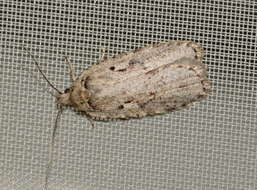 Imagem de Agonopterix ocellana Fabricius 1775