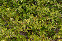 Image of red buckthorn