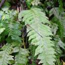 Image of Hymenasplenium pseudobscurum Viane