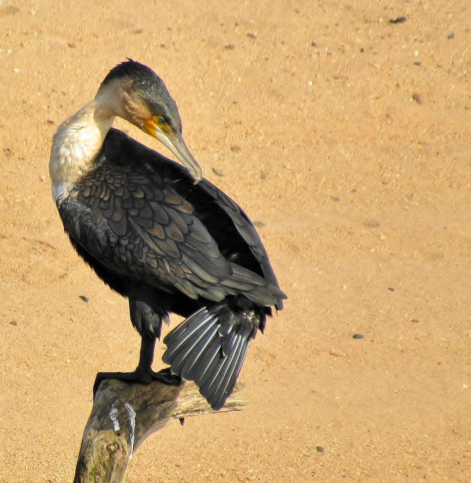 Image of Phalacrocorax carbo lucidus