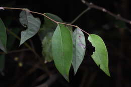 Image de Phyllanthus puberus (L.) Müll. Arg.