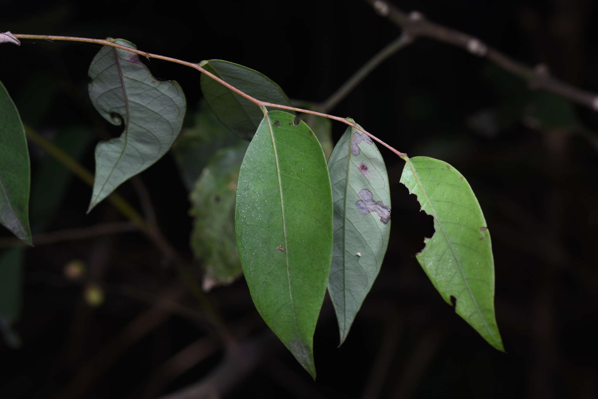 Image de Phyllanthus puberus (L.) Müll. Arg.