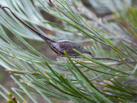 Image of Grevillea cagiana Mc Gill.