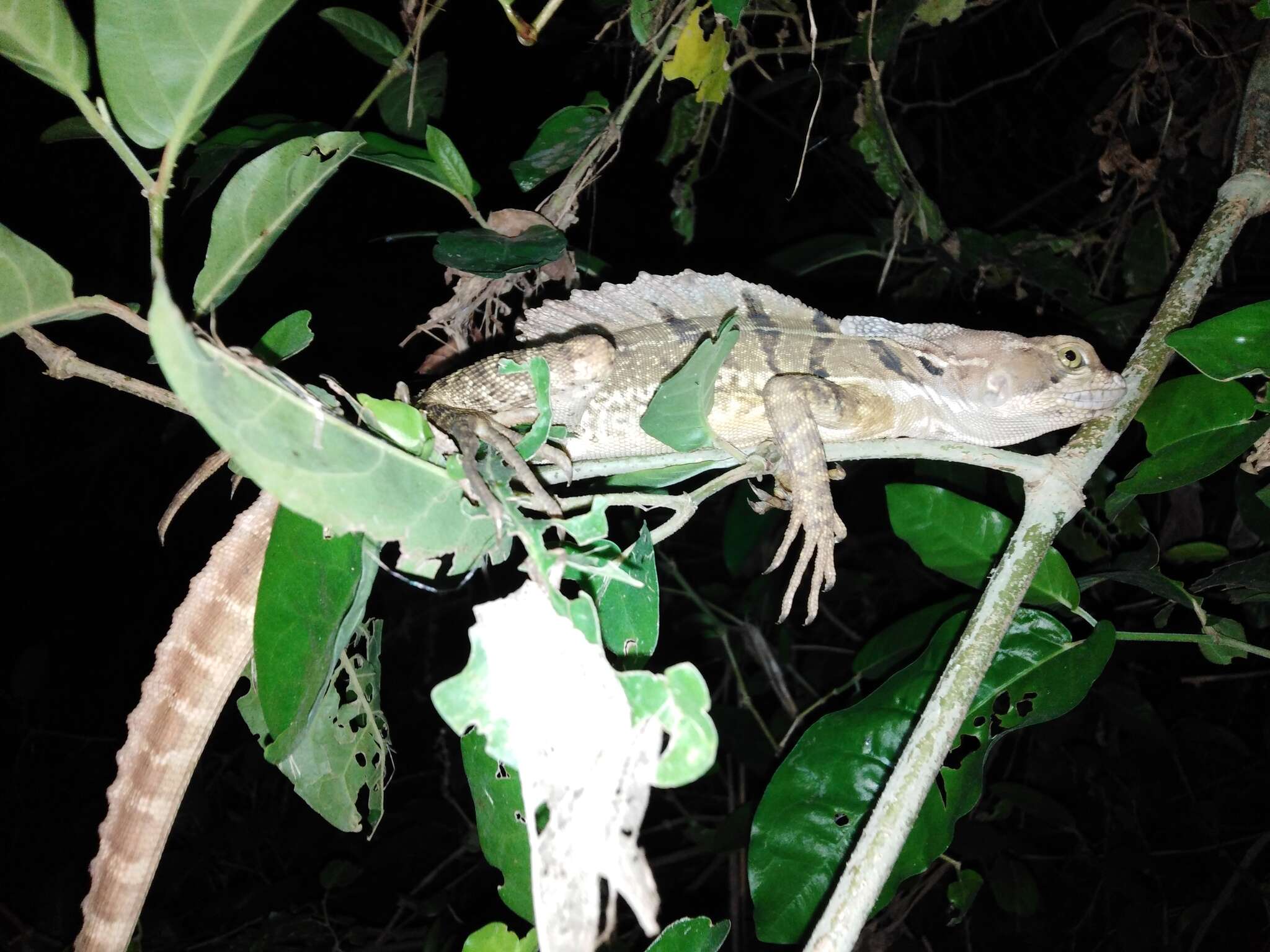 Image of Basiliscus basiliscus barbouri Ruthven 1914