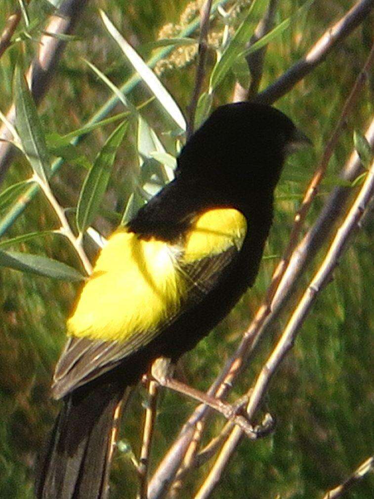 Image of Yellow Bishop