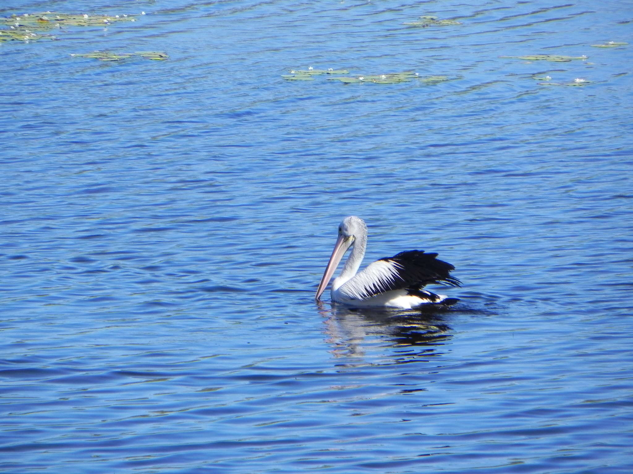 Image of Australian Pelican