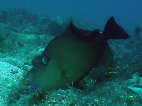 Image of Bridle Triggerfish