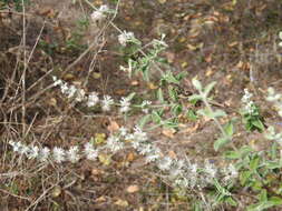 صورة Condea albida (Kunth) Harley & J. F. B. Pastore