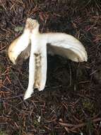 Sivun Russula fragrantissima Romagn. 1967 kuva