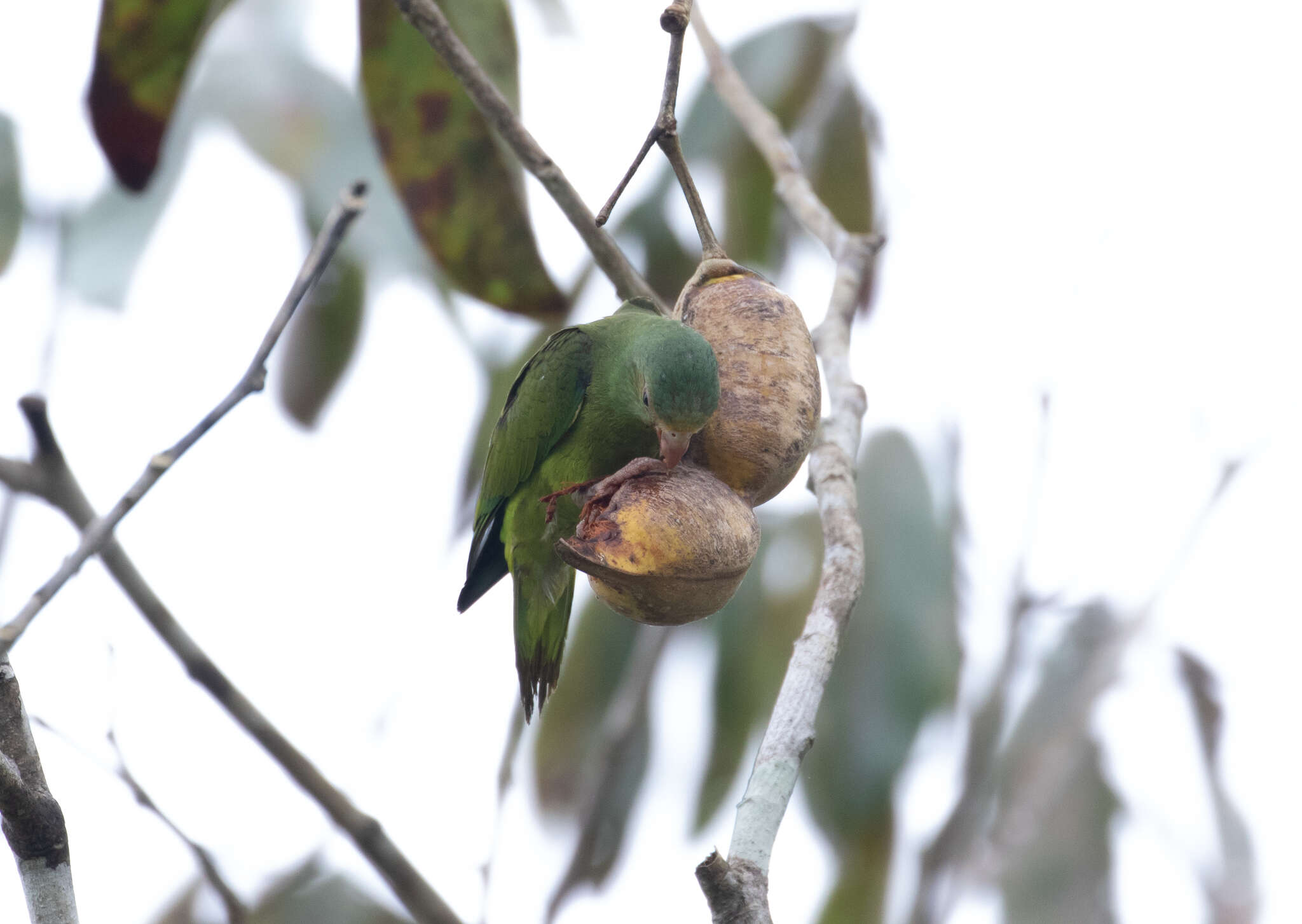 Image of Cobalt-winged Parakeet