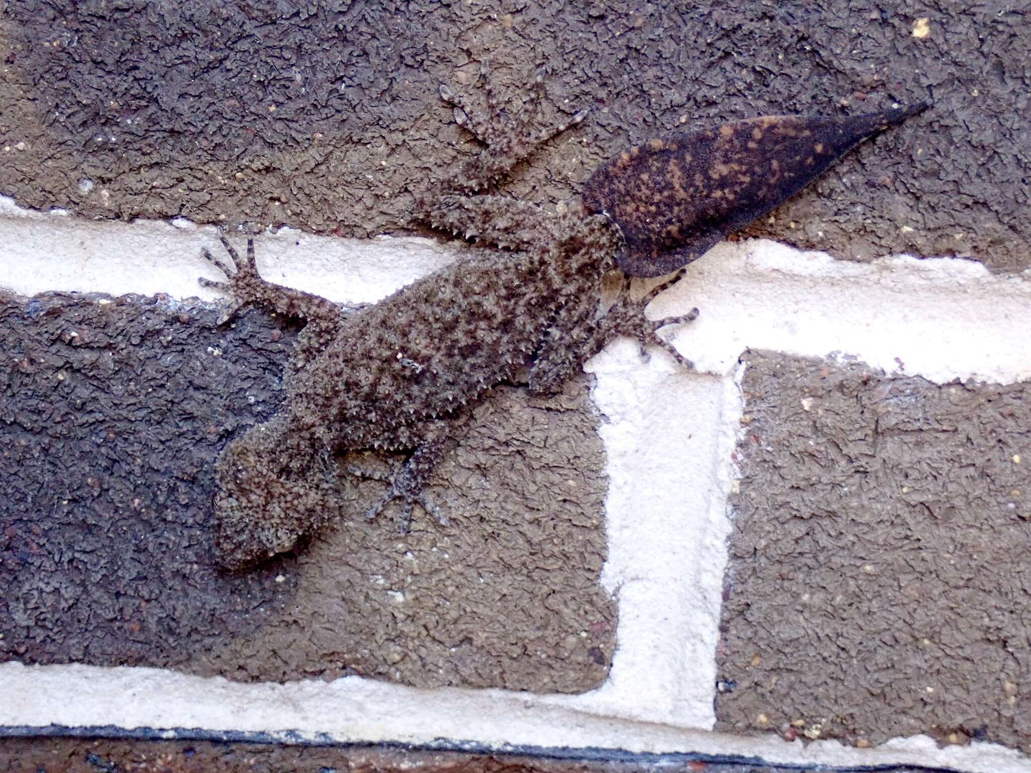 Image of Broad-tailed Gecko