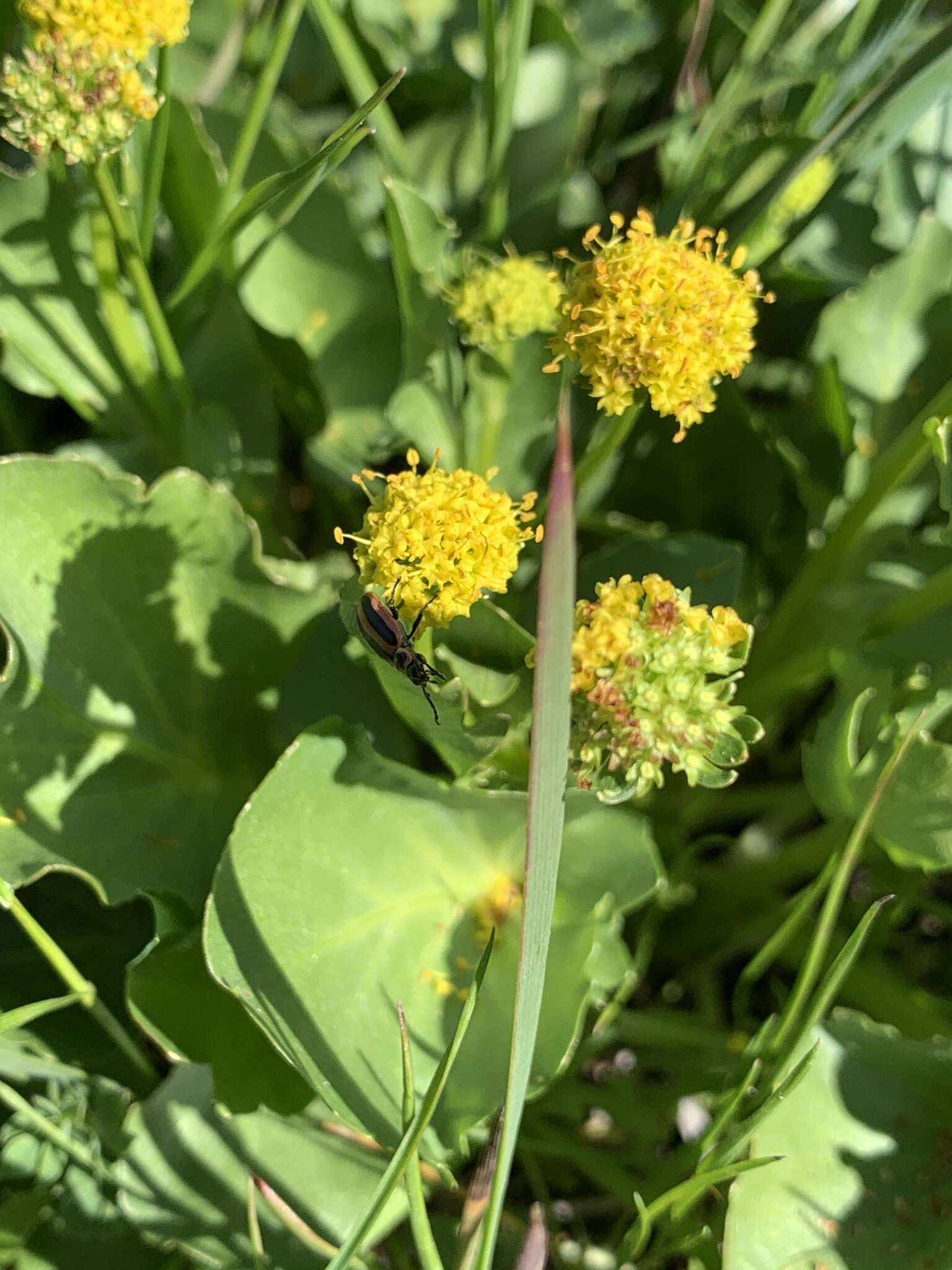 Image of adobe snakeroot