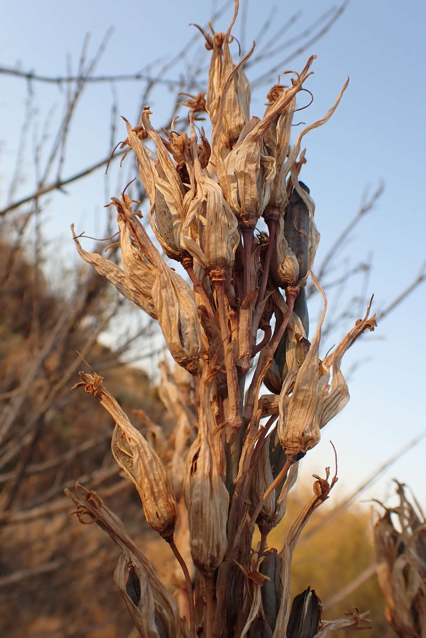 Image of Pretoria aloe