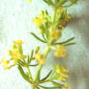 Plancia ëd Galium capense subsp. capense