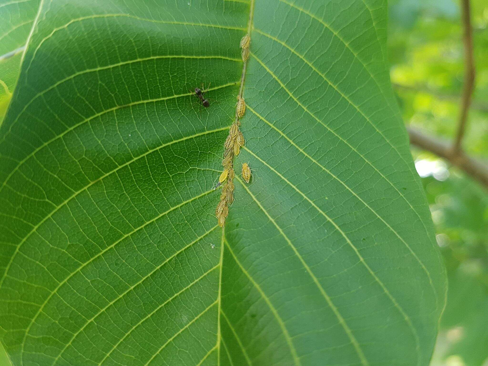 Image of Aphid