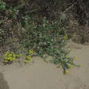 Image of Euphorbia barrelieri Savi