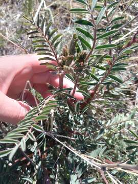 Image of Shivwits milk-vetch