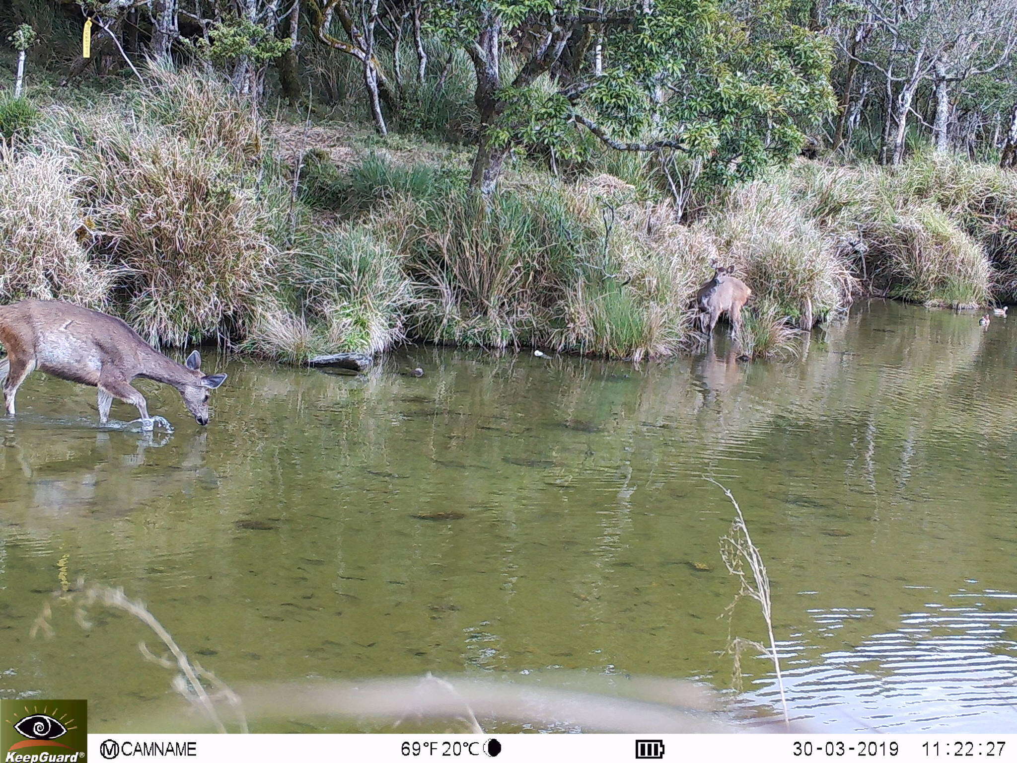 Image of Formosan sambar deer