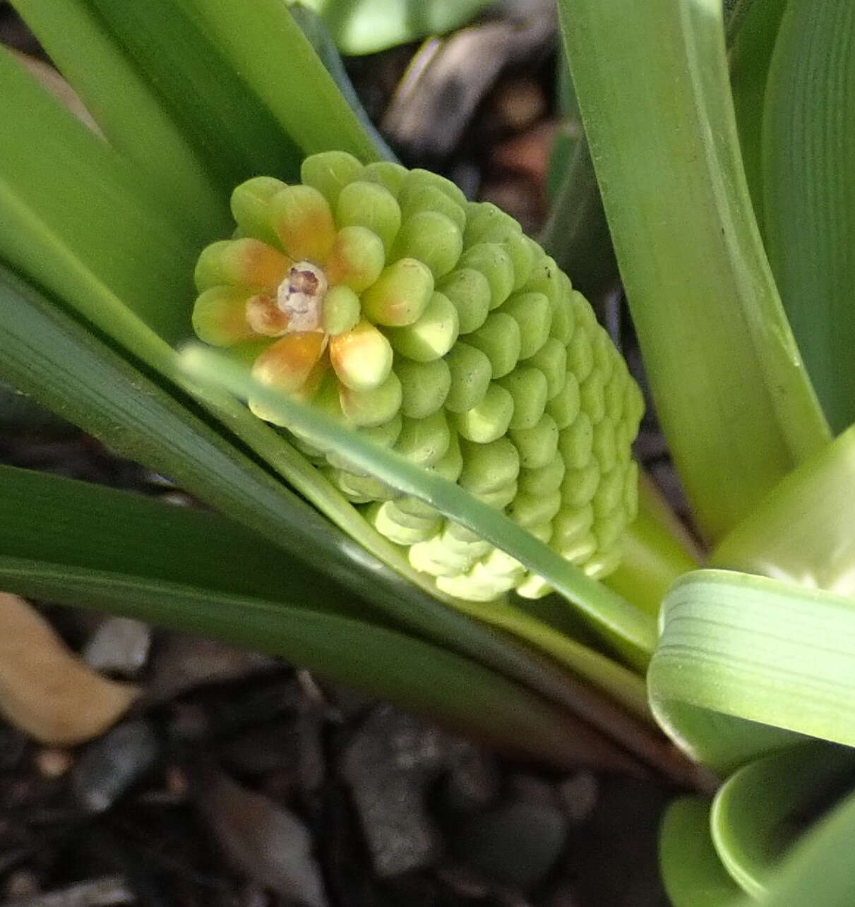 Kniphofia uvaria (L.) Oken resmi