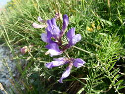 Image of Sainfoin vetch