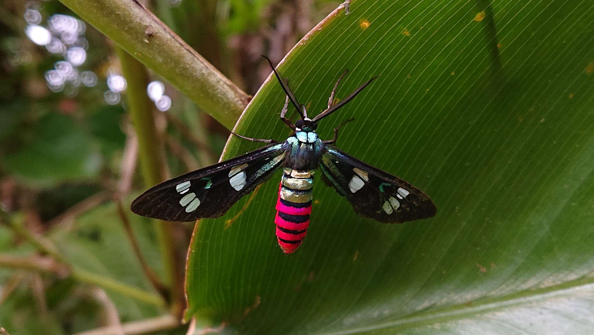 Imagem de Euchromia creusa Linnaeus 1758