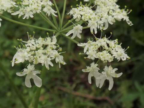 Heracleum austriacum subsp. austriacum的圖片