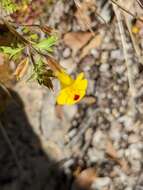 Image of Cut-Leaf Monkey-Flower