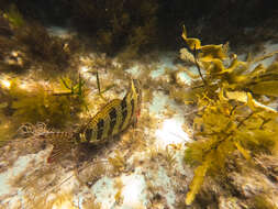 Image of Redlip morwong