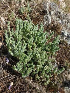 Image of Sedum urvillei DC.