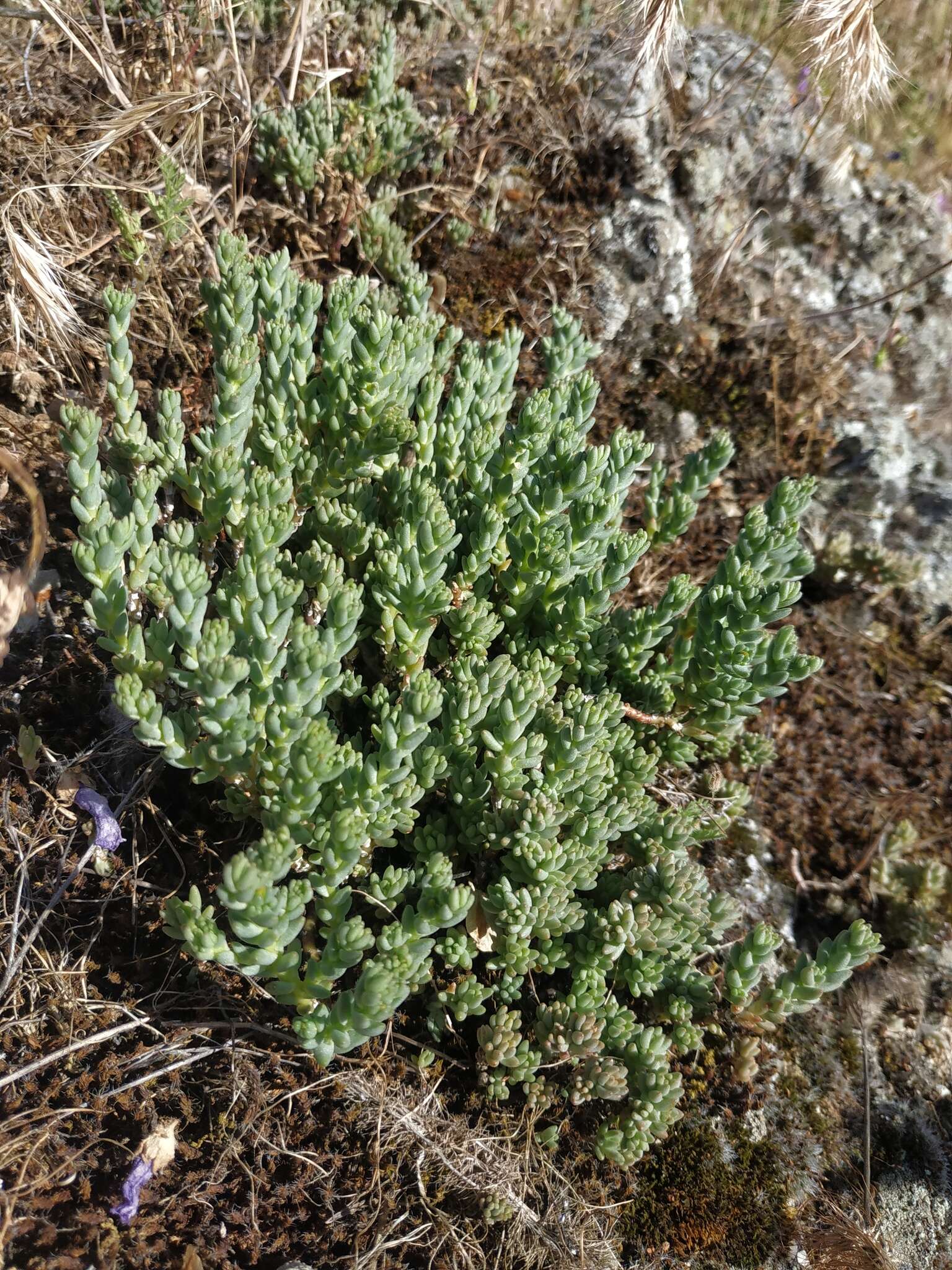 Image of Sedum urvillei DC.