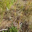 Diheteropogon amplectens (Nees) Clayton resmi