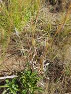 Diheteropogon amplectens (Nees) Clayton resmi