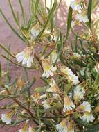 Image de Scaevola collaris F. Müll.