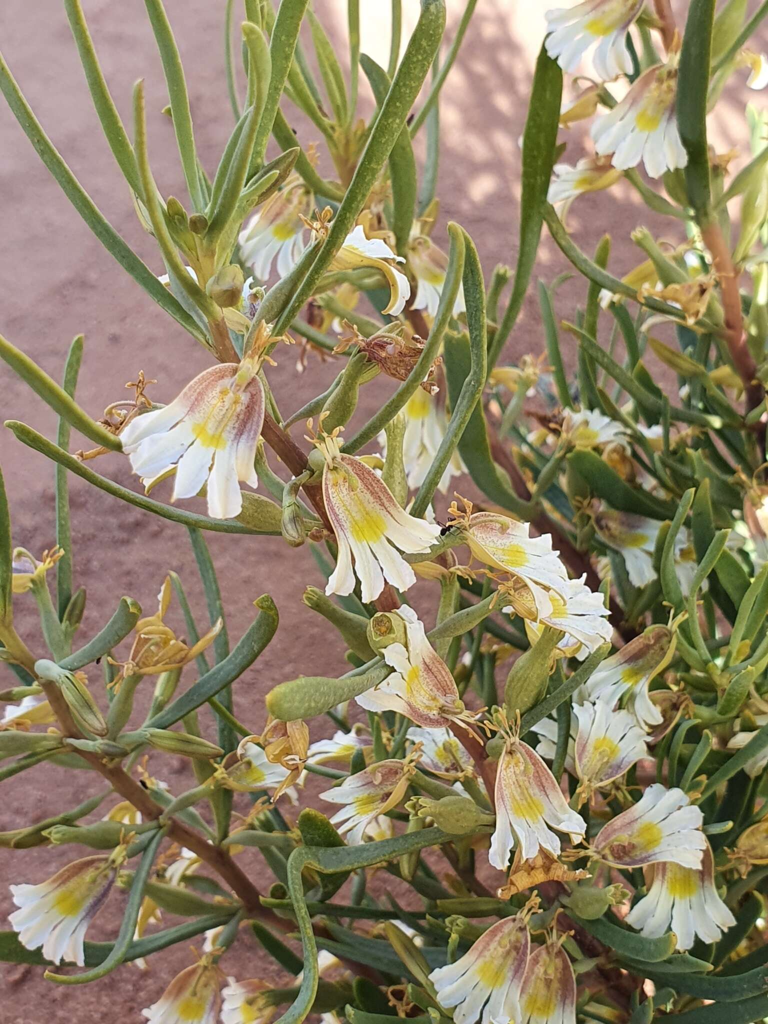 Image de Scaevola collaris F. Müll.