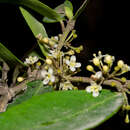 Imagem de Ilex dugesii Fern.