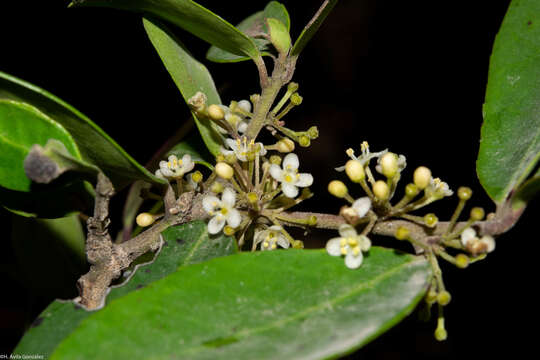 صورة Ilex dugesii Fern.