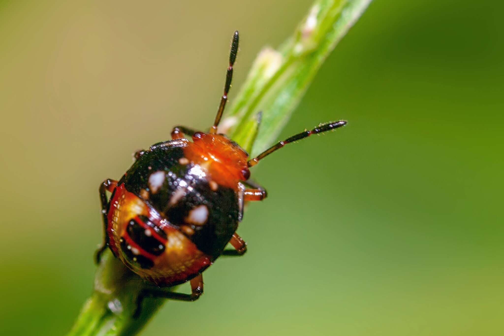 Image of Mormidea (Mormidea) pama Rolston 1978