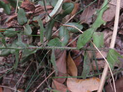 Wahlenbergia obovata Brehmer resmi