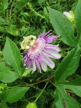 Plancia ëd Passiflora incarnata L.