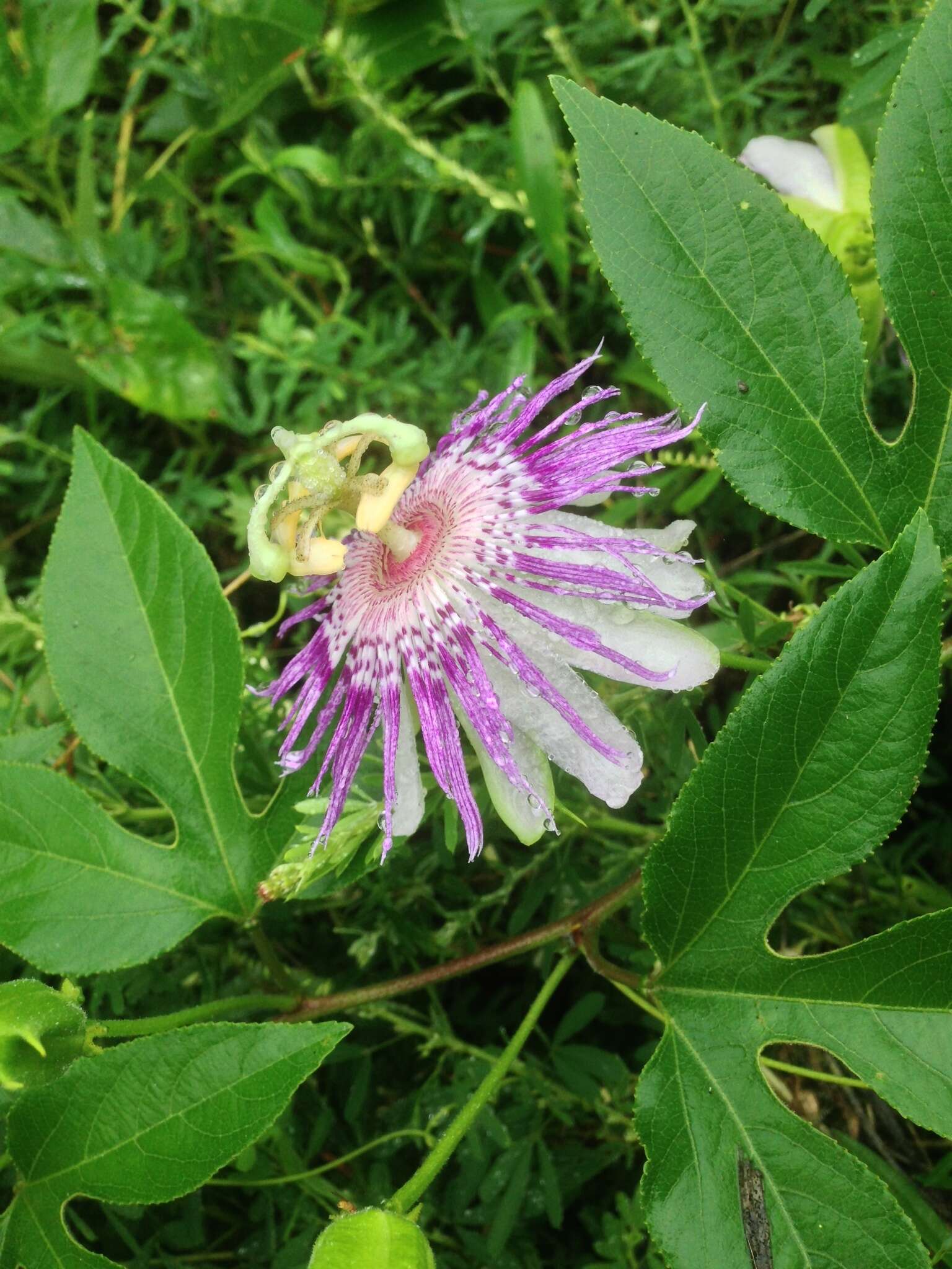 Plancia ëd Passiflora incarnata L.