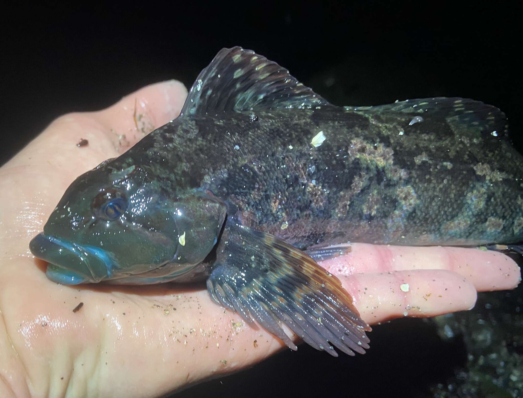 Image of Rock greenling