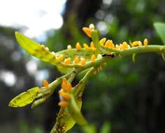 Image of Capparis mitchellii Lindl.