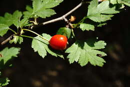 Image of Crataegus microphylla C. Koch