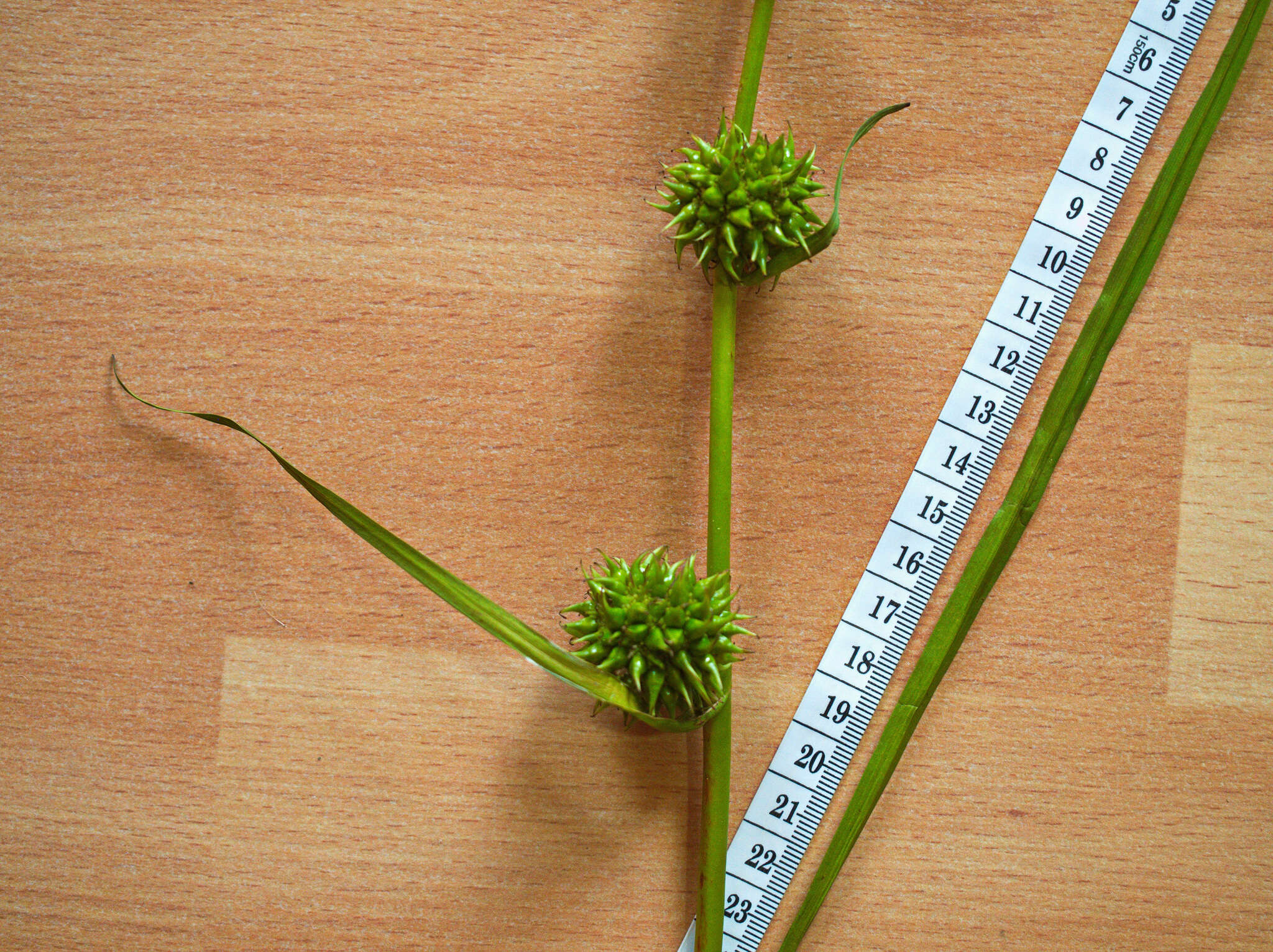 Image of Branched Burr-Reed