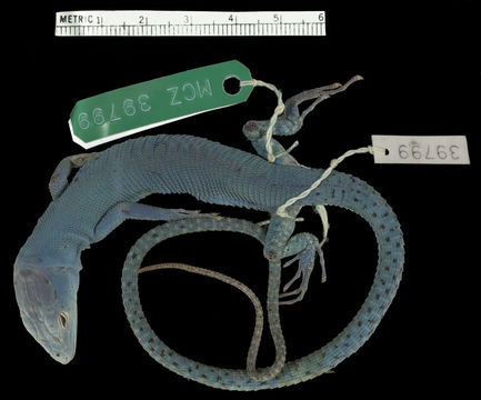 Image of Green keel-bellied lizard