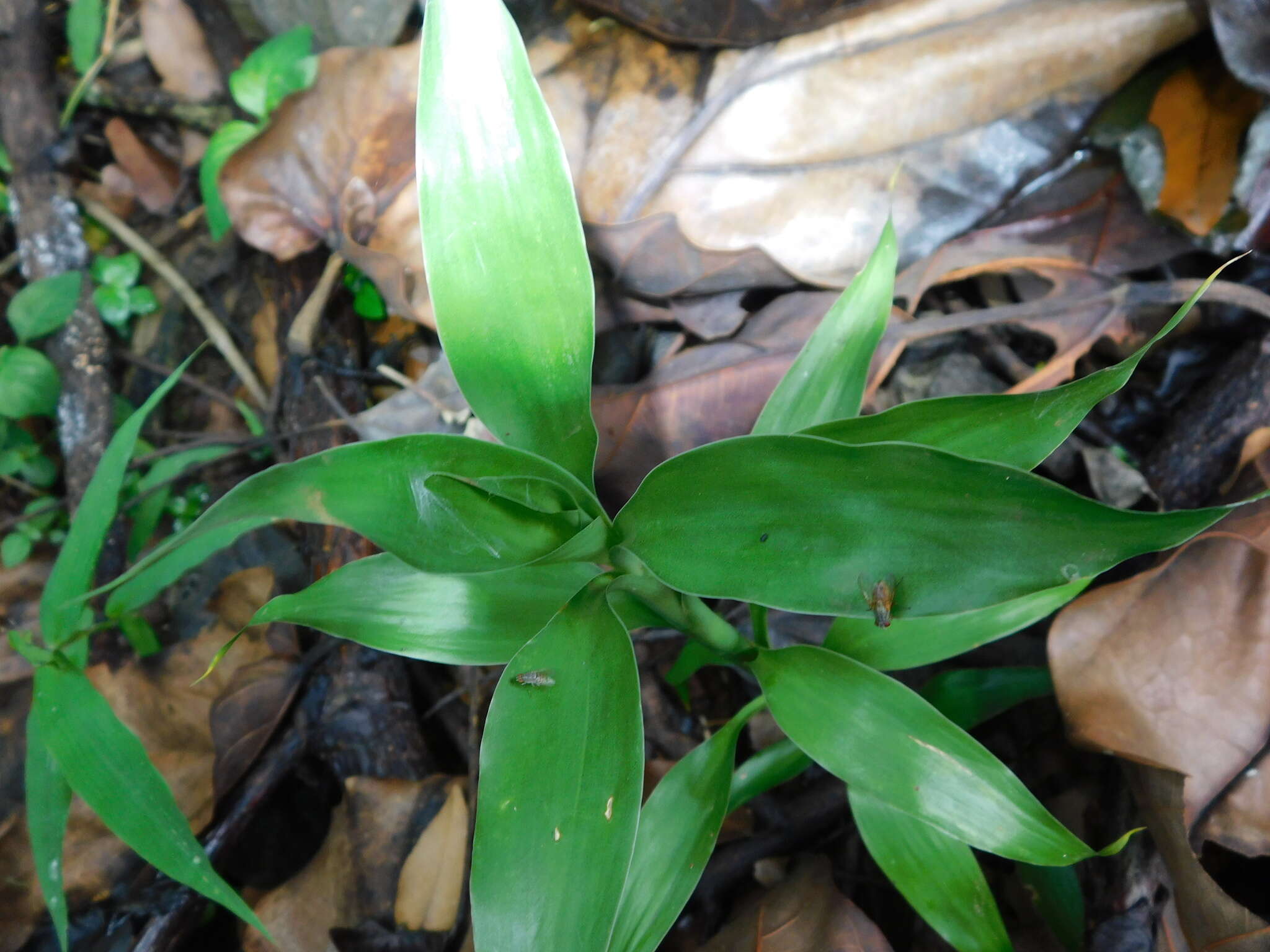 Image de Dracaena sanderiana Mast.