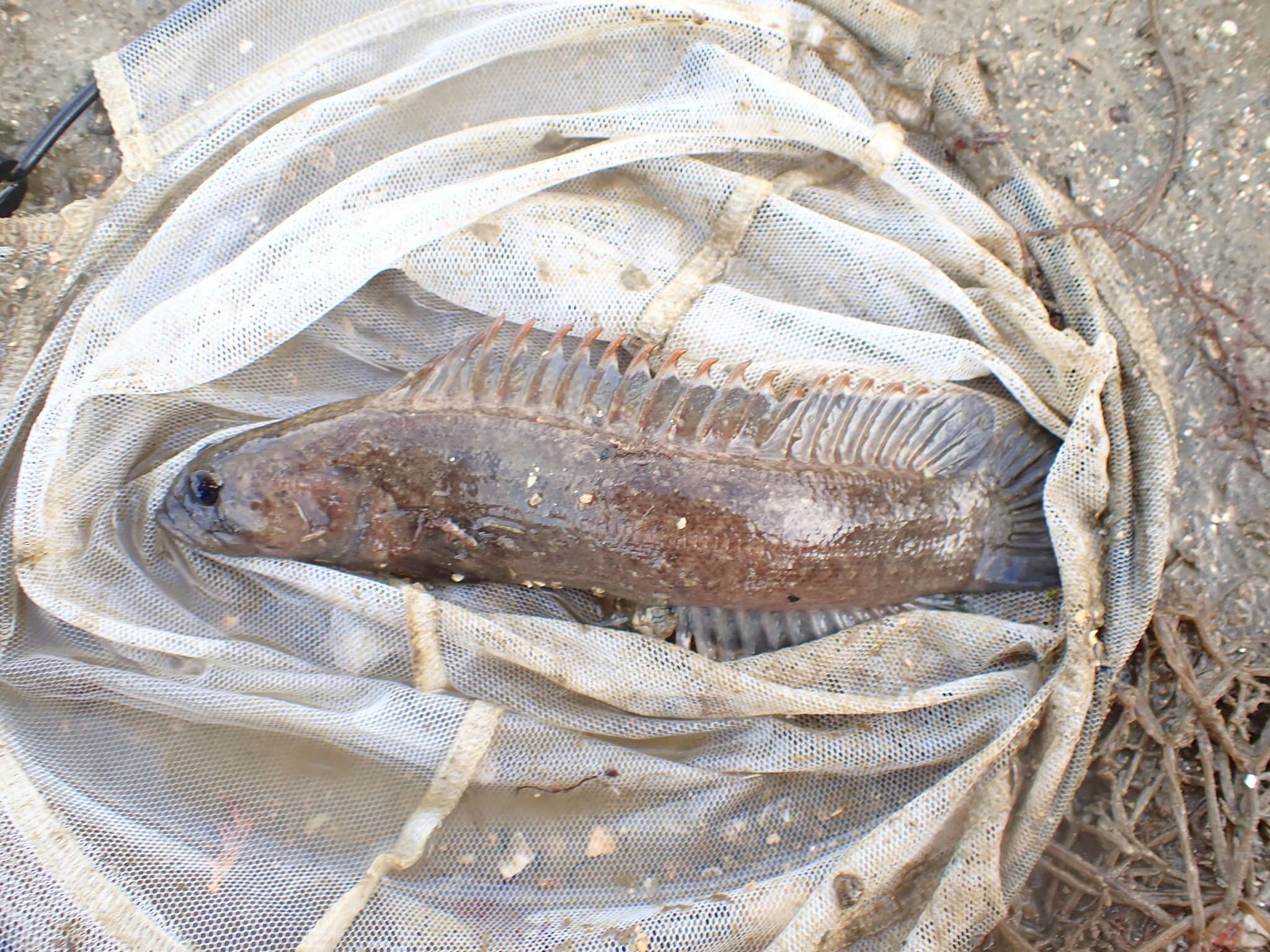 Plancia ëd Acanthoclinus marilynae (Hardy 1985)