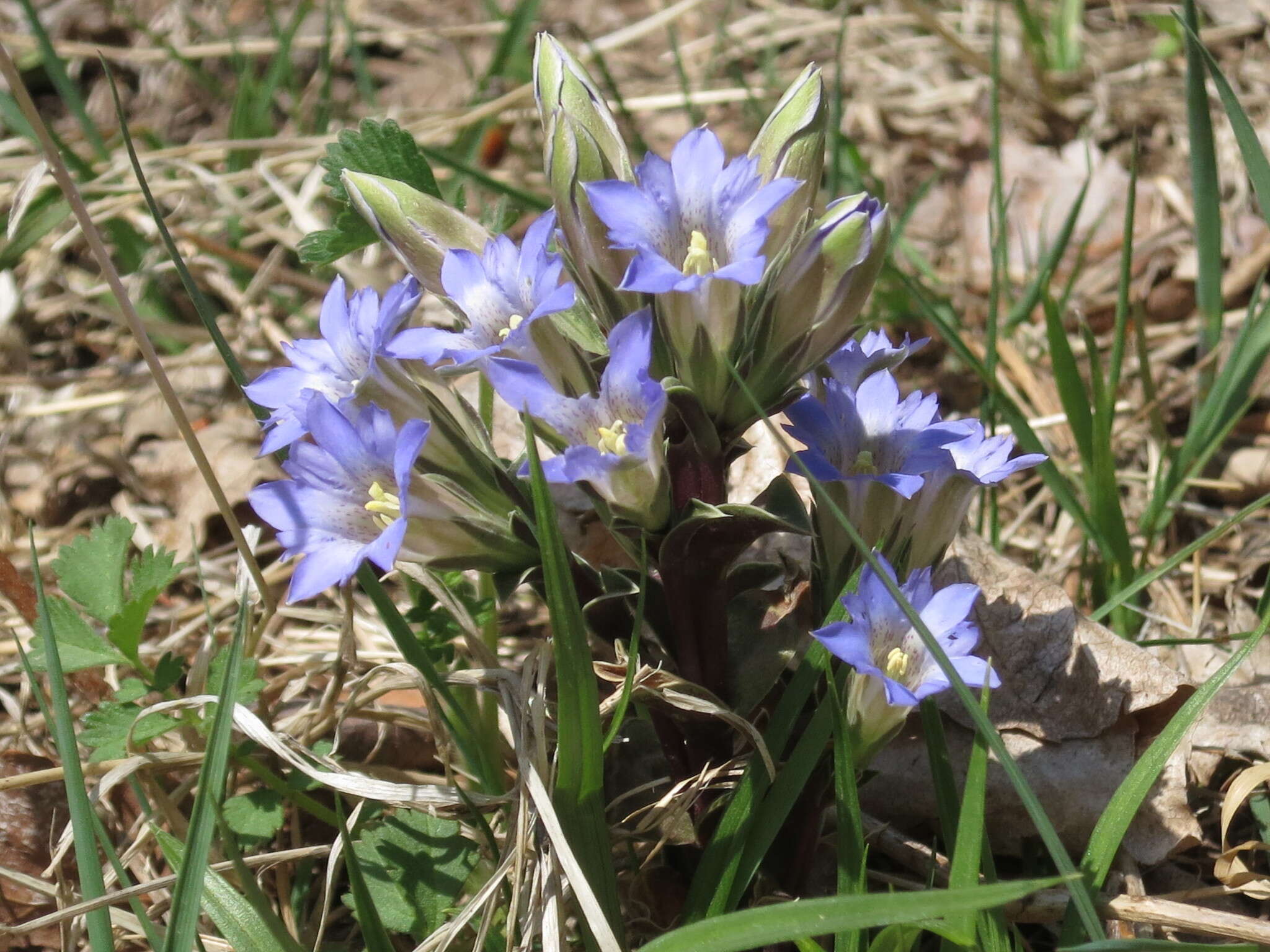 Image of Gentiana zollingeri Fawcett