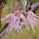 Image of Macroclinium lineare (Ames & C. Schweinf.) Dodson